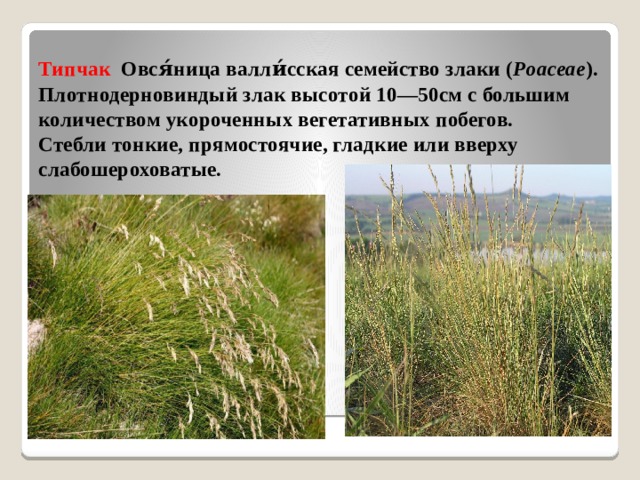 Типчак Овся́ница валли́сская семейство злаки ( Poaceae ). Плотнодерновиндый злак высотой 10—50см с большим количеством укороченных вегетативных побегов.  Стебли тонкие, прямостоячие, гладкие или вверху слабошероховатые.   