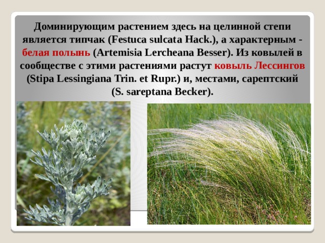 Какие растения характерны для степей россии