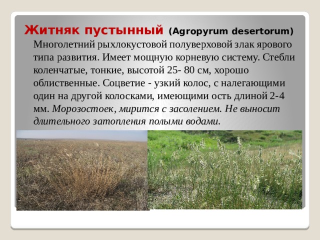 Житняк пустынный (Agropyrum desertorum)  Многолетний рыхлокустовой полуверховой злак ярового типа развития. Имеет мощную корневую систему. Стебли коленчатые, тонкие, высотой 25- 80 см, хорошо облиственные. Соцветие - узкий колос, с налегающими один на другой колосками, имеющими ость длиной 2-4 мм. Морозостоек, мирится с засолением. Не выносит длительного затопления полыми водами. 