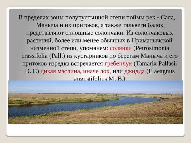 В пределах зоны полупустынной степи поймы рек - Сала, Маныча и их притоков, а также тальвеги балок представляют сплошные солончаки. Из солончаковых растений, более или менее обычных в Приманычской низменной степи, упомянем : солянки (Petrosimonia crassifolia (Pall.) из кустарников по берегам Маныча и его притоков изредка встречается гребенчук (Tamarix Pallasii D. С) дикая маслина, иначе лох, или джидда (Elaeagnus angustifolius M. В.) 