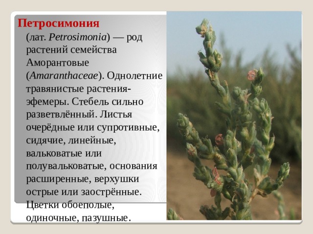 Петросимония  (лат.  Petrosimonia ) — род растений семейства Аморантовые ( Amaranthaceae ). Однолетние травянистые растения-эфемеры. Стебель сильно разветвлённый. Листья очерёдные или супротивные, сидячие, линейные, вальковатые или полувальковатые, основания расширенные, верхушки острые или заострённые. Цветки обоеполые, одиночные, пазушные . 