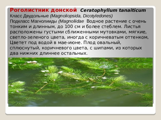 Роголистник донской  Ceratophyllum tanaiticum Класс Двудольные (Magnoliopsida, Dicotyledones) Подкласс Магнолииды (Magnoliidae  Водное растение с очень тонким и длинным, до 100 см и более стеблем. Листья расположены густыми сближенными мутовками, мягкие, светло-зеленого цвета, иногда с коричневатым оттенком, Цветет под водой в мае-июне. Плод овальный, сплюснутый, коричневого цвета, с шипами, из которых два нижних длиннее остальных. 