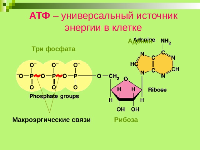 Молекула атф макроэргические связи. Макроэргические связи в АТФ. Макроэргические соединения АТФ. Энергия макроэргических связей АТФ. Рибоза в АТФ.