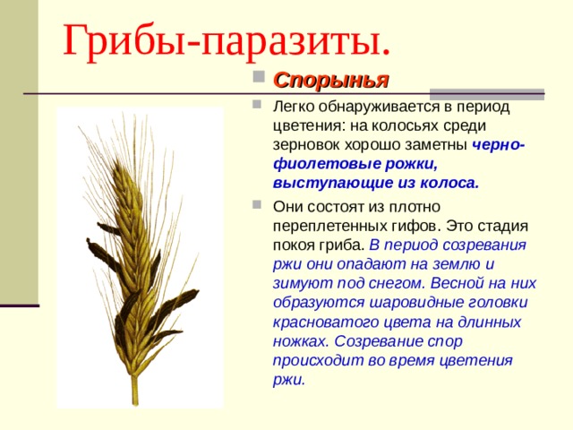 Грибы-паразиты. Спорынья Легко обнаруживается в период цветения: на колосьях среди зерновок хорошо заметны черно-фиолетовые рожки, выступающие из колоса. Они состоят из плотно переплетенных гифов. Это стадия покоя гриба. В период созревания ржи они опадают на землю и зимуют под снегом. Весной на них образуются шаровидные головки красноватого цвета на длинных ножках. Созревание спор происходит во время цветения ржи.  