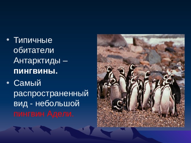 Типичные обитатели Антарктиды – пингвины. Самый распространенный вид - небольшой пингвин Адели. 