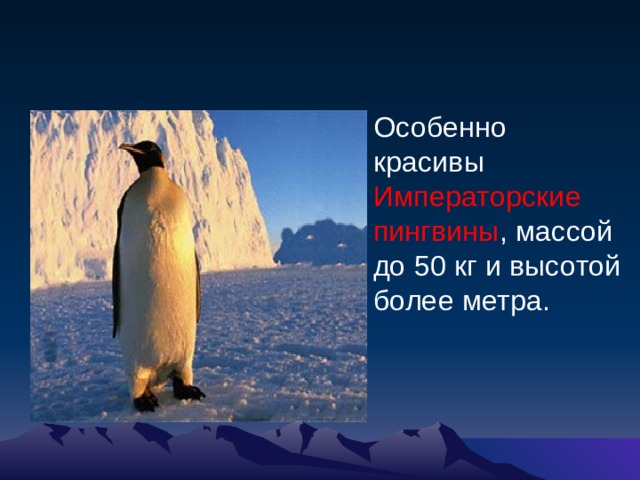 Особенно красивы Императорские пингвины , массой до 50 кг и высотой более метра.    