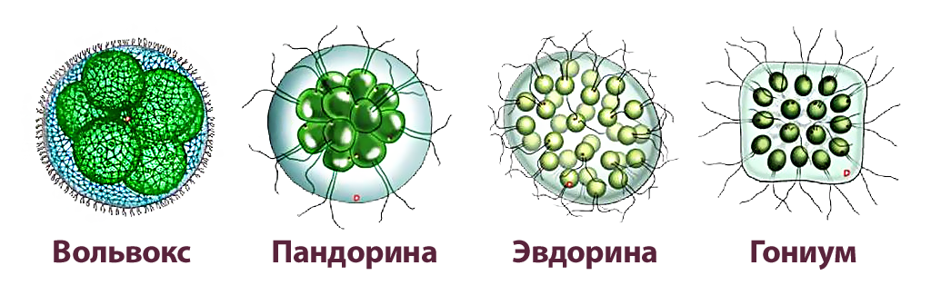 Пандорина. Колониальные жгутиконосцы вольвокс. Вольвокс эвдорина. Пандорина жгутиконосцы. Пандорина водоросль строение.