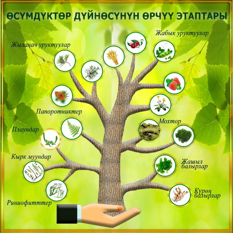 Эволюция растительного мира 7 класс биология таблица Өсүдүктөрдүн эволюциясы - Биология - Мероприятия - 6 класс