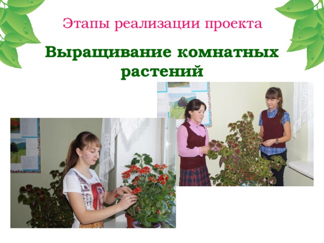 Этапы реализации проекта Выращивание комнатных растений 