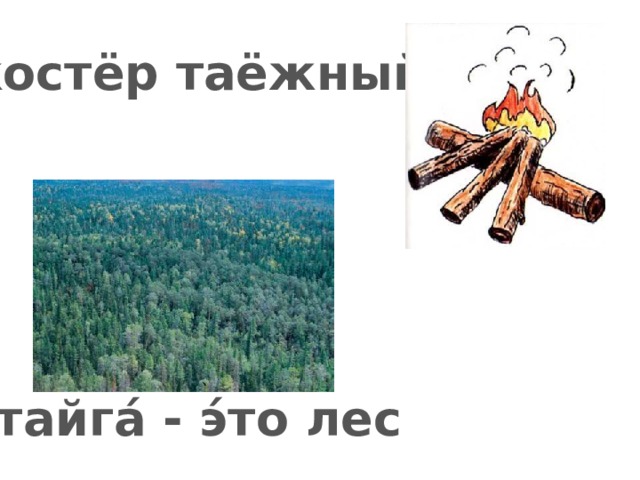 костёр таёжный      тайга́ - э́то лес