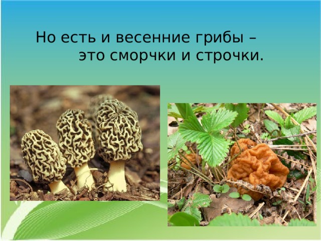 Но есть и весенние грибы –  это сморчки и строчки. 