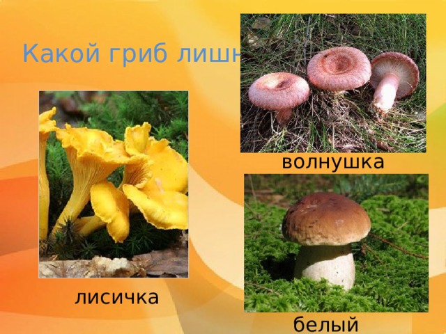 Какой гриб лишний? волнушка лисичка белый 