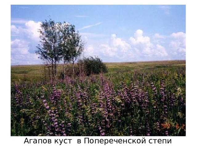Агапов куст в Попереченской степи 