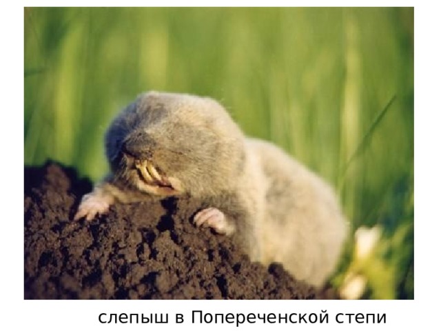 слепыш в Попереченской степи 