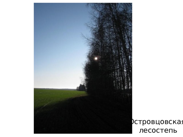 Островцовская  лесостепь 