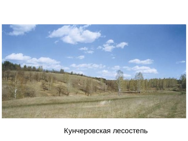 Кунчеровская лесостепь 