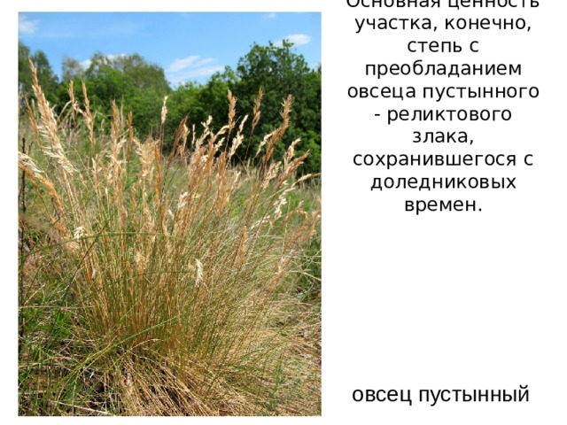 Основная ценность участка, конечно, степь с преобладанием овсеца пустынного - реликтового злака, сохранившегося с доледниковых времен.   овсец пустынный 