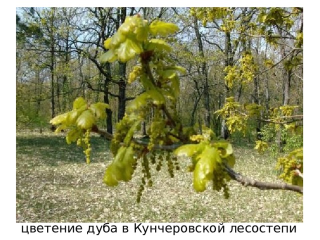 цветение дуба в Кунчеровской лесостепи 