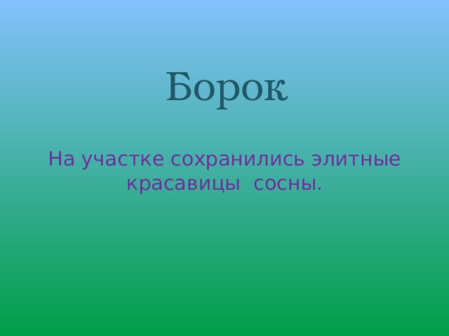 Борок На участке сохранились элитные красавицы сосны. 