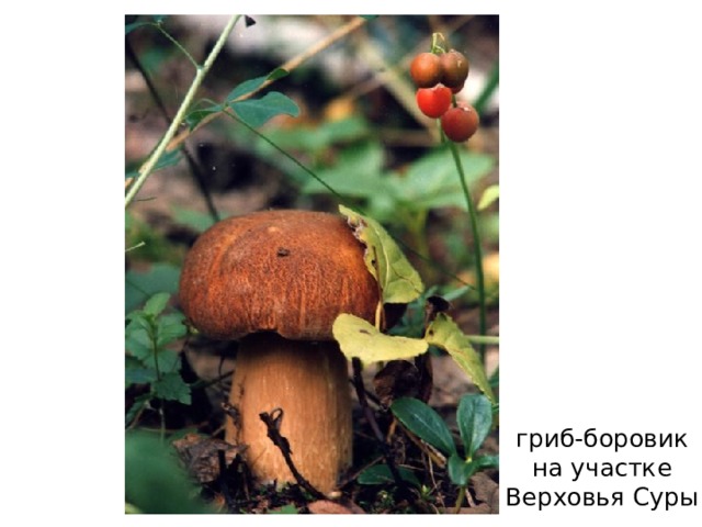 бурелом  на участке  Верховья Суры 