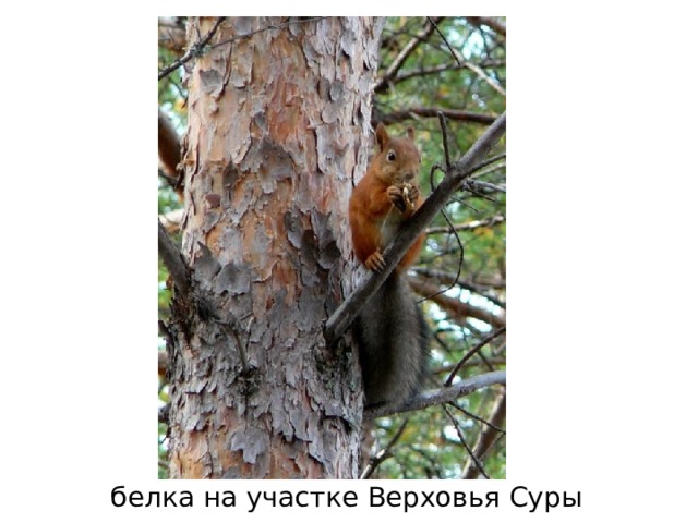 канюк на участке Верховья Суры 