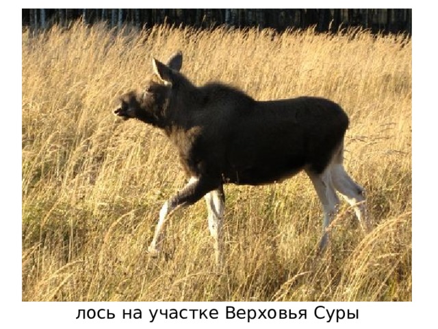 Фото заповедник приволжская лесостепь