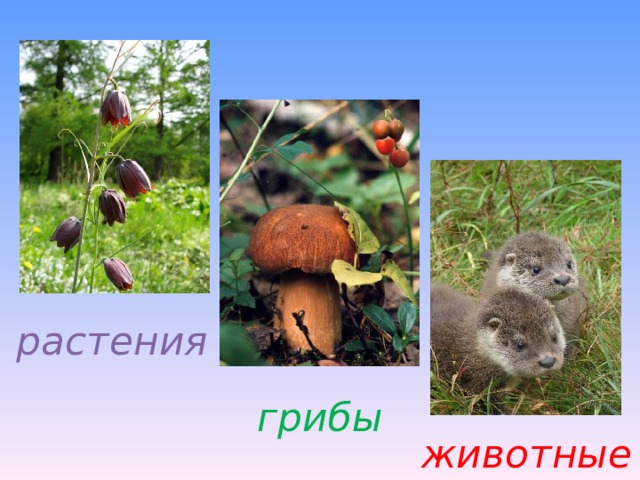 растения грибы животные 