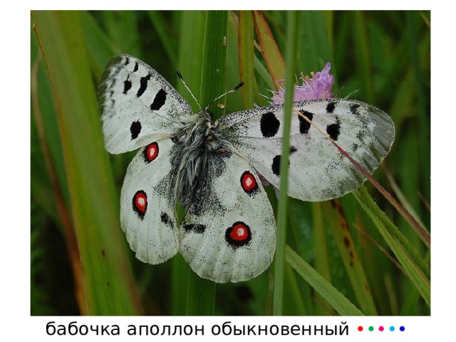 бабочка аполлон обыкновенный • • • • • 