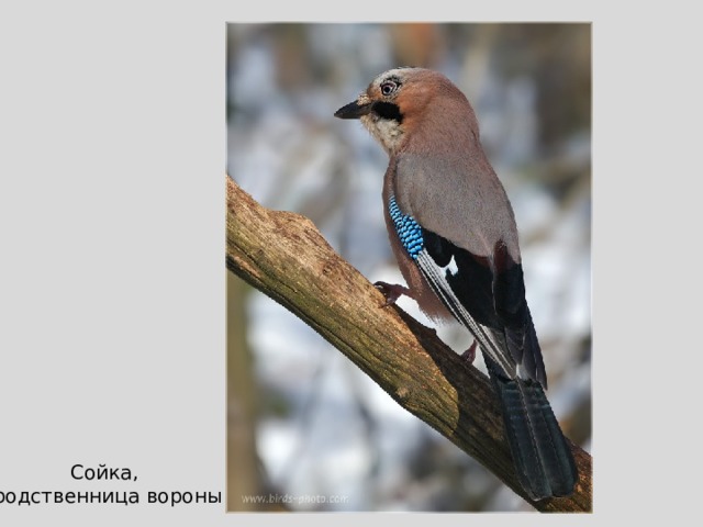 Какая птица мяукает. Сойка самец. Сойка самка. Сойка родственница вороны. Сойка самец и самка.