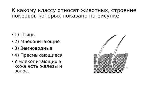 Если в процессе эволюции у животного сформировались кожные покровы изображенные на рисунке