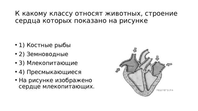 К какому классу относят животных, строение сердца которых показано на рисунке 1) Костные рыбы 2) Земноводные 3) Млекопитающие 4) Пресмыкающиеся На рисунке изображено сердце млекопитающих. 