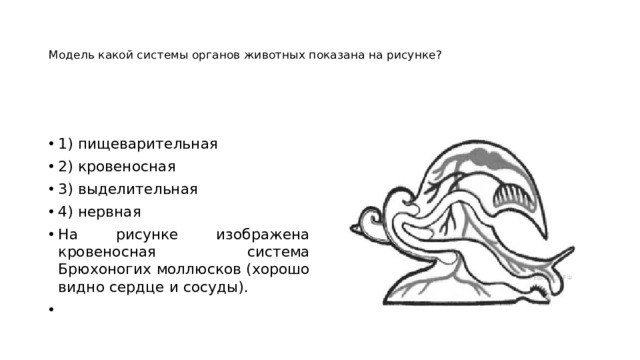 Какая система изображена на рисунке кровеносная выделительная нервная пищеварительная