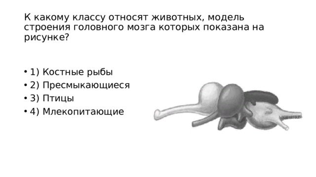 К какому классу относят животных, модель строения головного мозга которых показана на рисунке? 1) Костные рыбы 2) Пресмыкающиеся 3) Птицы 4) Млекопитающие 