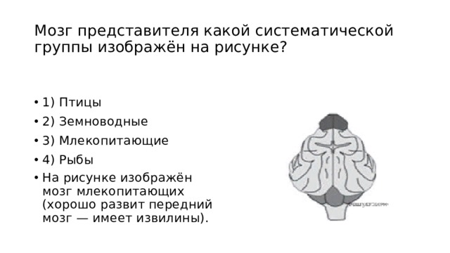 Мозг представителя какой систематической группы изображён на рисунке? 1) Птицы 2) Земноводные 3) Млекопитающие 4) Рыбы На рисунке изображён мозг млекопитающих (хорошо развит передний мозг — имеет извилины). 