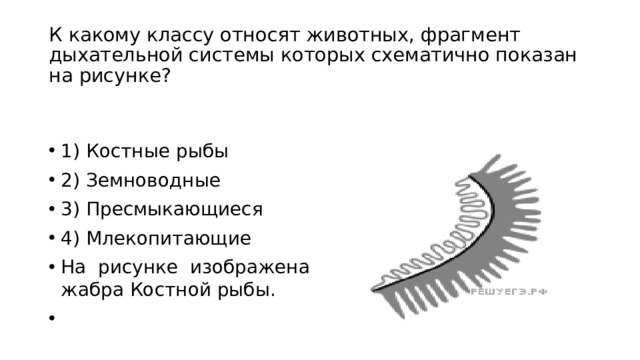 К какому классу относят животных строение органов дыхания которых показано на рисунке