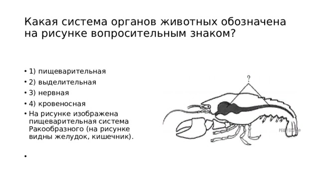 Выделительная система животного изображенного на рисунке представлена зелеными железами