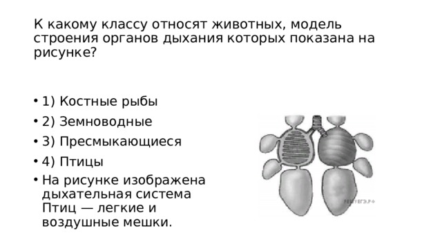 К какому классу относят животных строение органов дыхания которых показано на рисунке