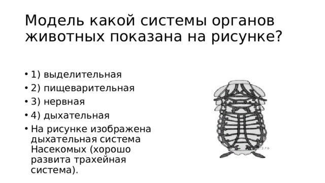 Модель какой системы органов животных показана на рисунке? 1) выделительная 2) пищеварительная 3) нервная 4) дыхательная На рисунке изображена дыхательная система Насекомых (хорошо развита трахейная система). 