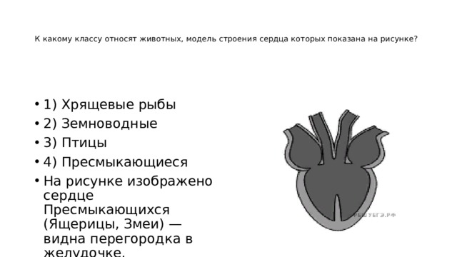 Если в процессе эволюции у животного сформировалось сердце изображенное на рисунке то этим животным