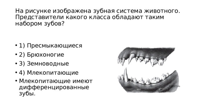 Зубная система млекопитающих 7 класс. Строение зубной системы по отряда млекопитающих. Зубная система пресмыкающихся. Зубы млекопитающих типы. Почему зубы млекопитающих отличаются