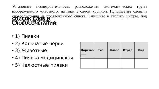 Установите последовательность расположения систематических групп изображённого животного, начиная с самой крупной. Используйте слова и словосочетания из предложенного списка. Запишите в таблицу цифры, под которыми они указаны. СПИСОК СЛОВ И СЛОВОСОЧЕТАНИЙ:  1) Пиявки 2) Кольчатые черви 3) Животные 4) Пиявка медицинская 5) Челюстные пиявки Царство Тип Класс Отряд Вид 