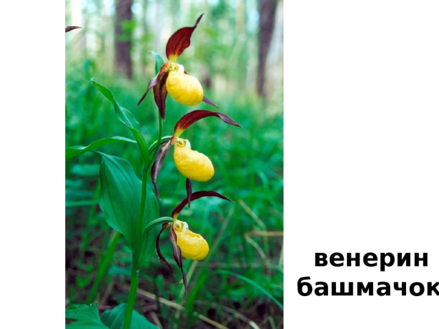 женьшень 