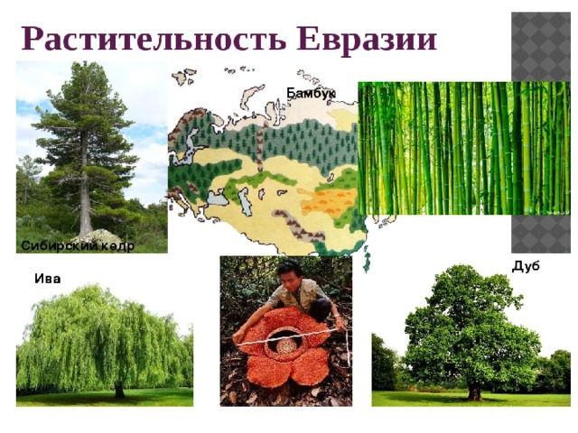 Какие леса в евразии. Растительный мир Евразии список. Растения в Евразии названия. Растительный ми евразеии.