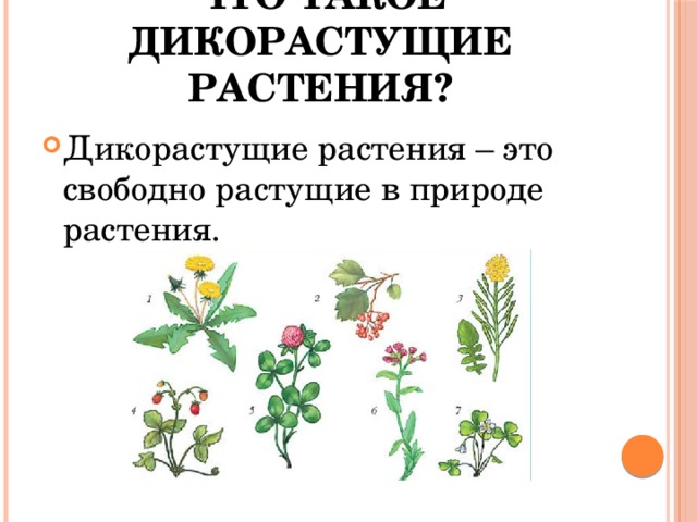 Дикорастущие растения презентация