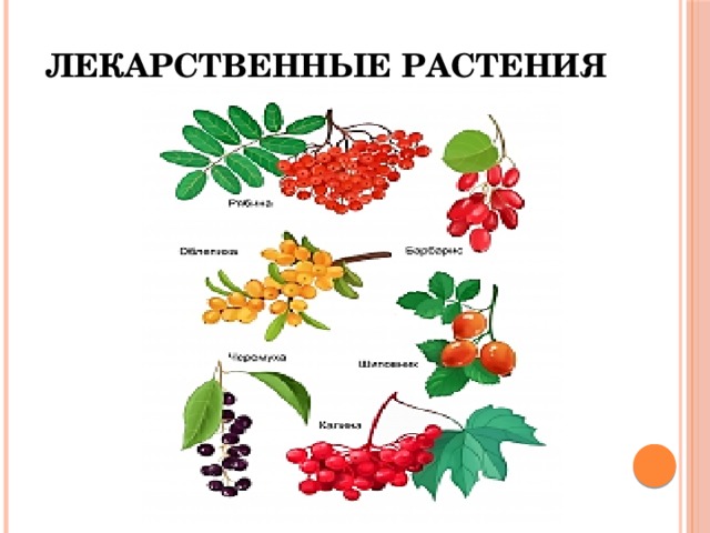 Презентация по биологии 6 класс дикорастущие растения