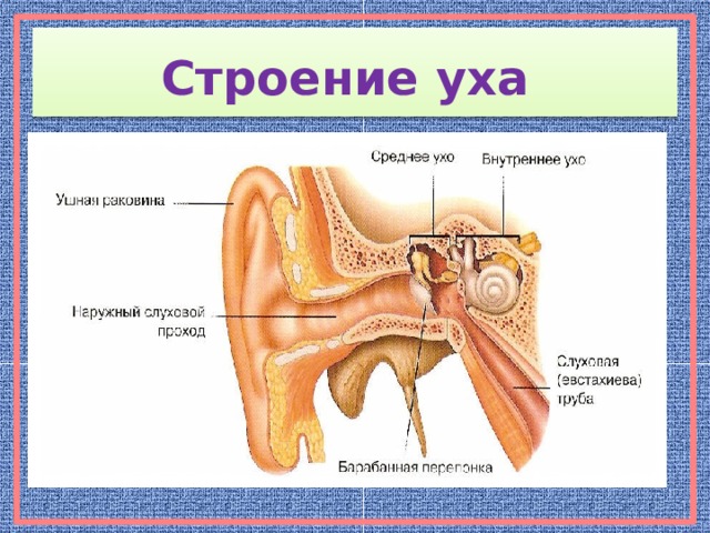 Строение уха человека описание. Схема внутреннего уха ушной раковины. Внутреннее строение ушной раковины. Ушная раковина внутни строение. Строение уха человека анатомия.