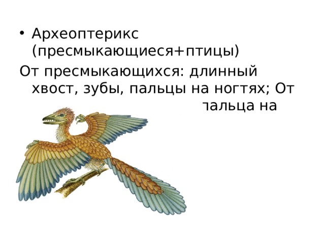 Археоптерикс (пресмыкающиеся+птицы) От пресмыкающихся: длинный хвост, зубы, пальцы на ногтях; От птиц: перья, цевка, 4 пальца на ногах 