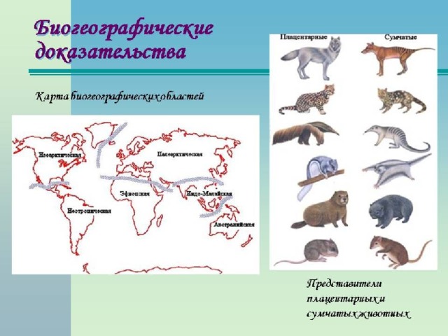 Биогеографические доказательства эволюции картинки