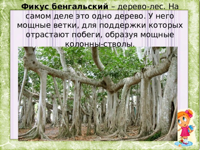 Фикус бенгальский – дерево-лес. На самом деле это одно дерево. У него мощные ветки, для поддержки которых отрастают побеги, образуя мощные колонны-стволы. 
