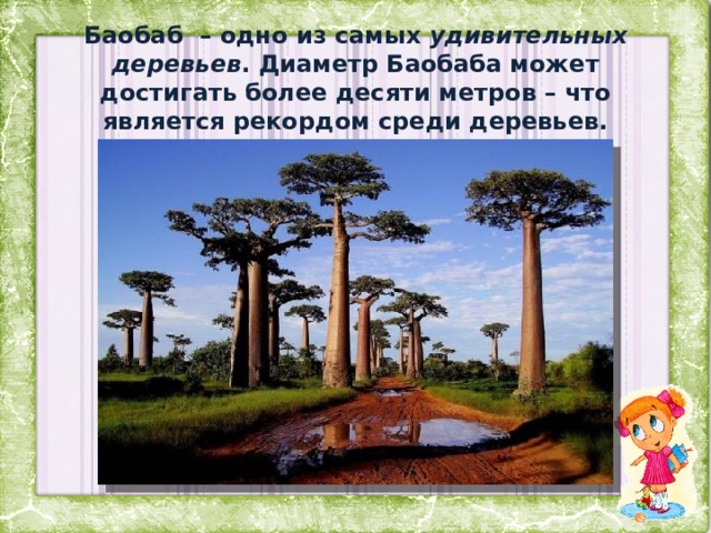 Баобаб – одно из самых удивительных деревьев . Диаметр Баобаба может достигать более десяти метров – что является рекордом среди деревьев. 